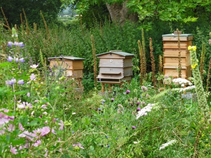 Flower meadow and beehives at Westbury Arts Centre