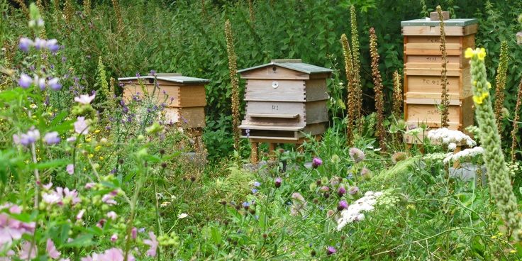 Flower meadow and beehives at Westbury Arts Centre