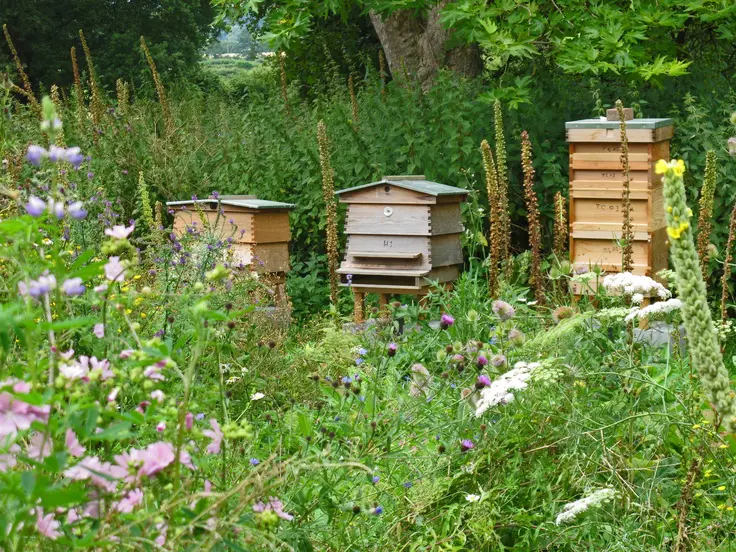 Flower meadow and beehives at Westbury Arts Centre