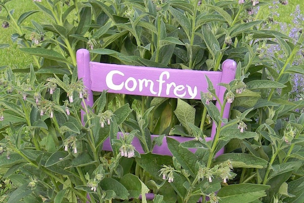 Comfrey - the gardener's friend