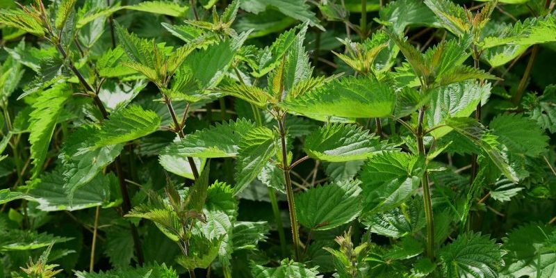 stinging-nettles Nettles