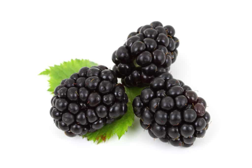August marks the time for the humble blackberry to offer up a great introduction to foraging - as they're easy to identify and relatively simple to pick...