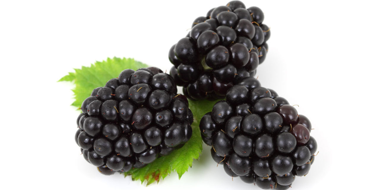 Planting Up Seasonal Foraging Finds in August Blackberries