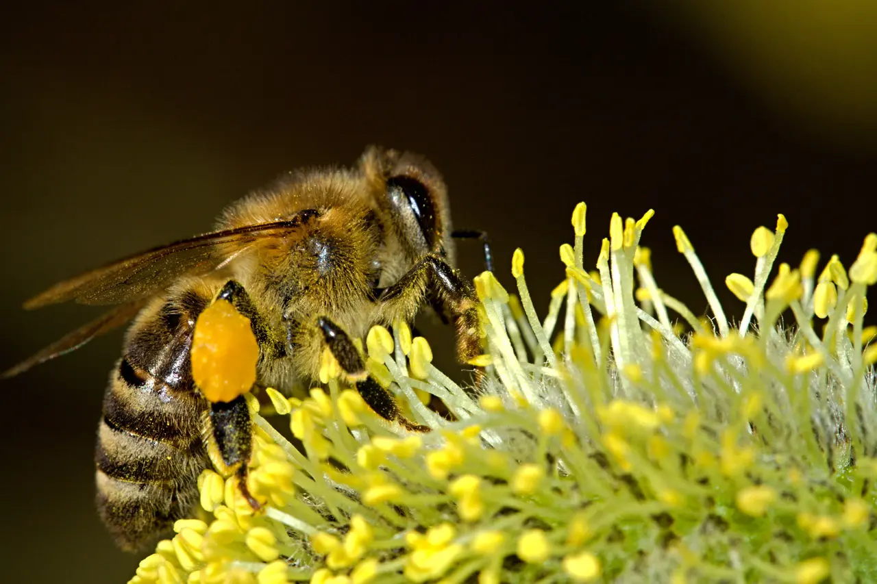 bee talk