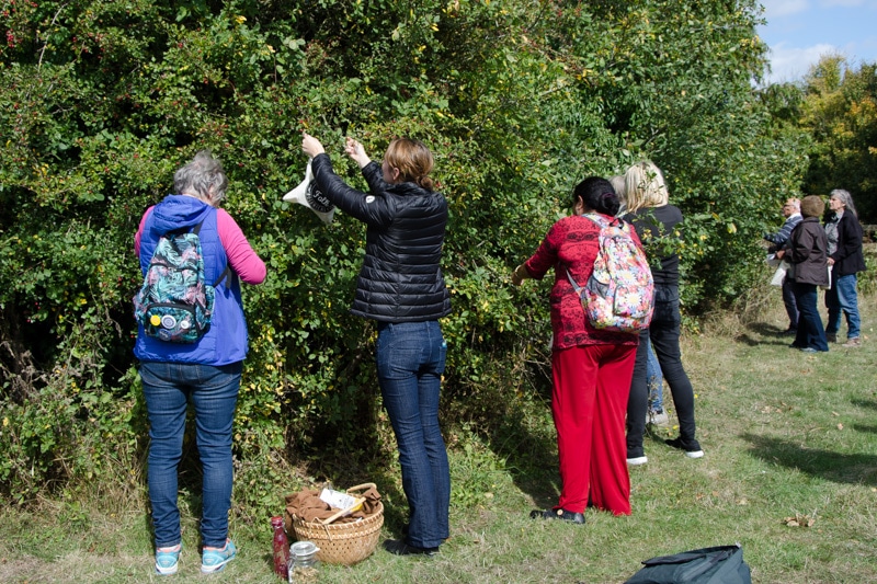 Foraging the hedgerows