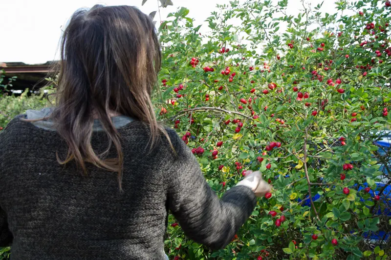 Foraging for rosehips
