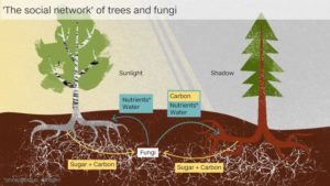 The tree social network