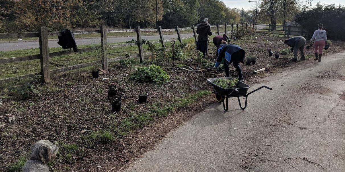 3 Weeding + planting up Weeding + planting up in the Forest Garden plot