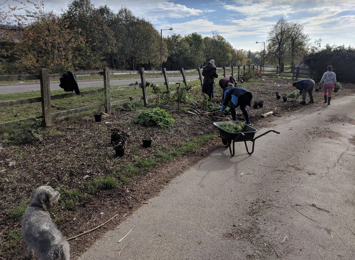 Weeding + planting up in the Forest Garden plot