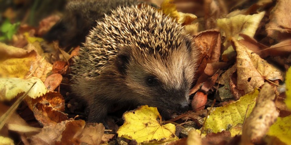 hedgehog-in-leaves Wildlife like hedgehogs will be hibernating in your garden in winter