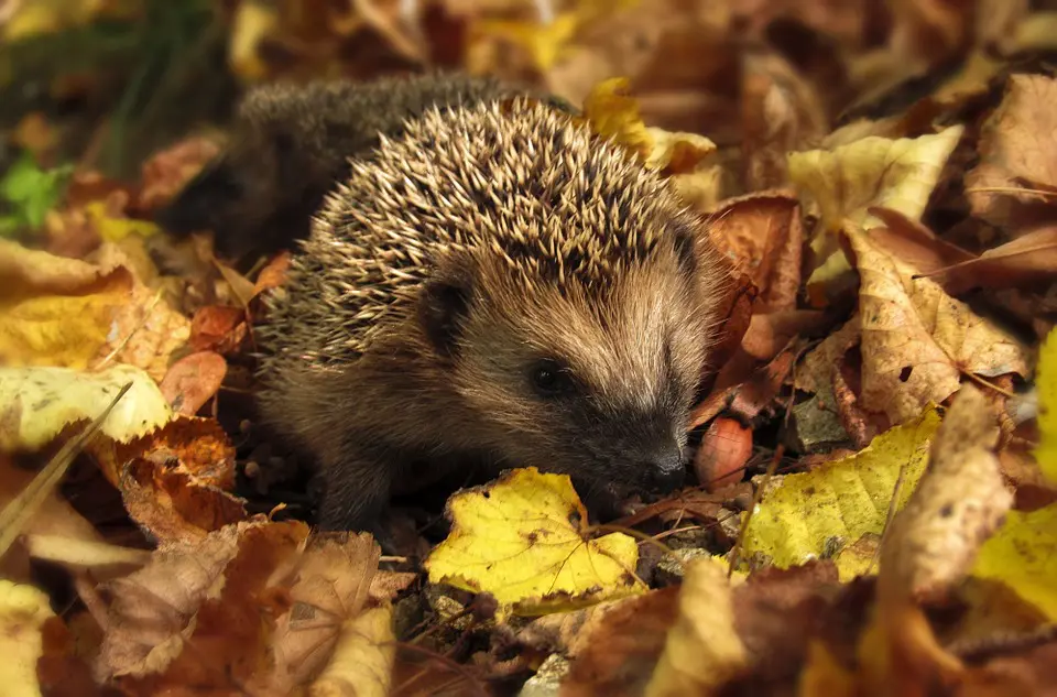 Wildlife like hedgehogs will be hibernating in your garden in winter