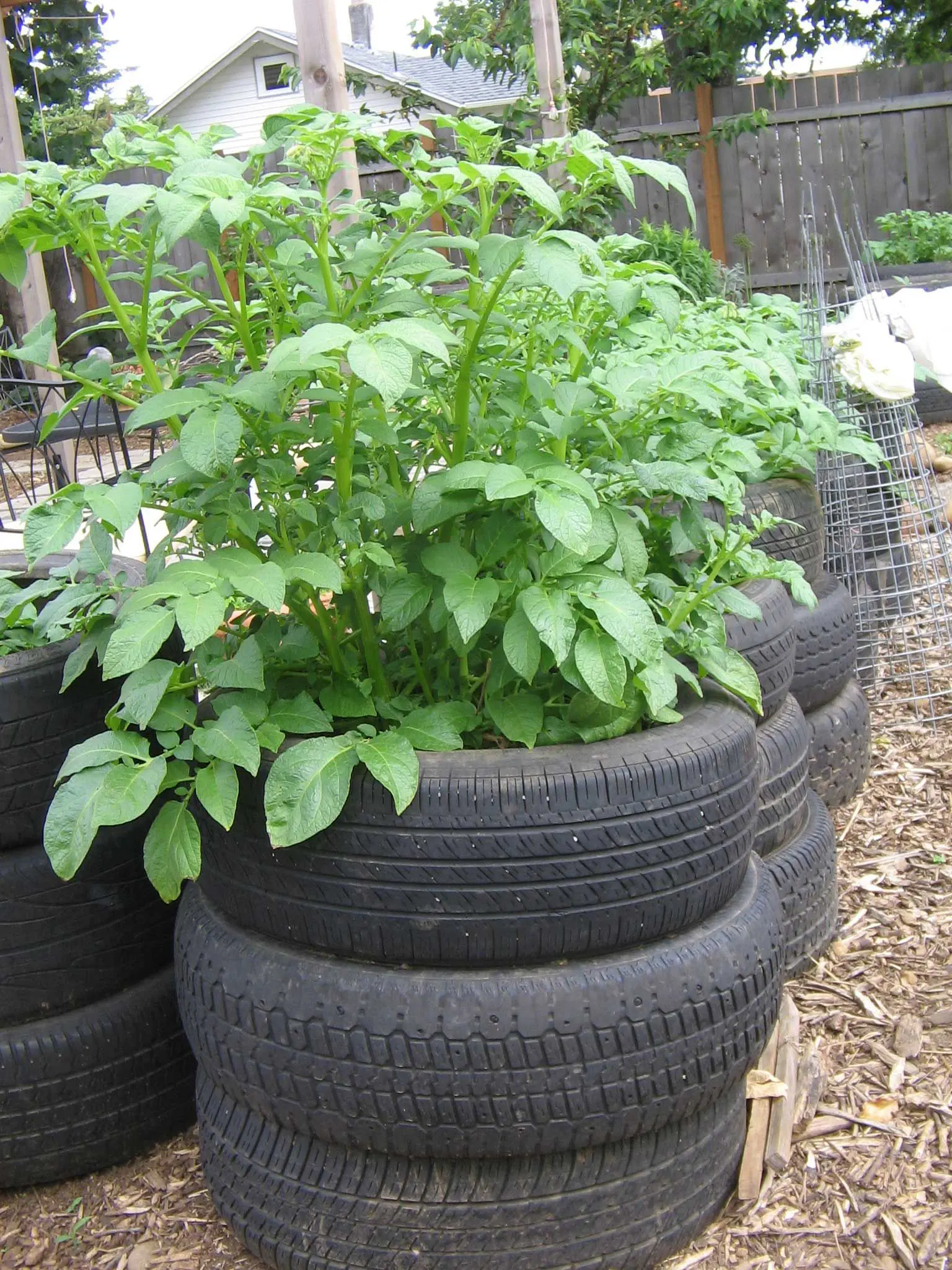 Growing potatoes in tyres