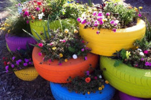 Growing flowers in tyre planters