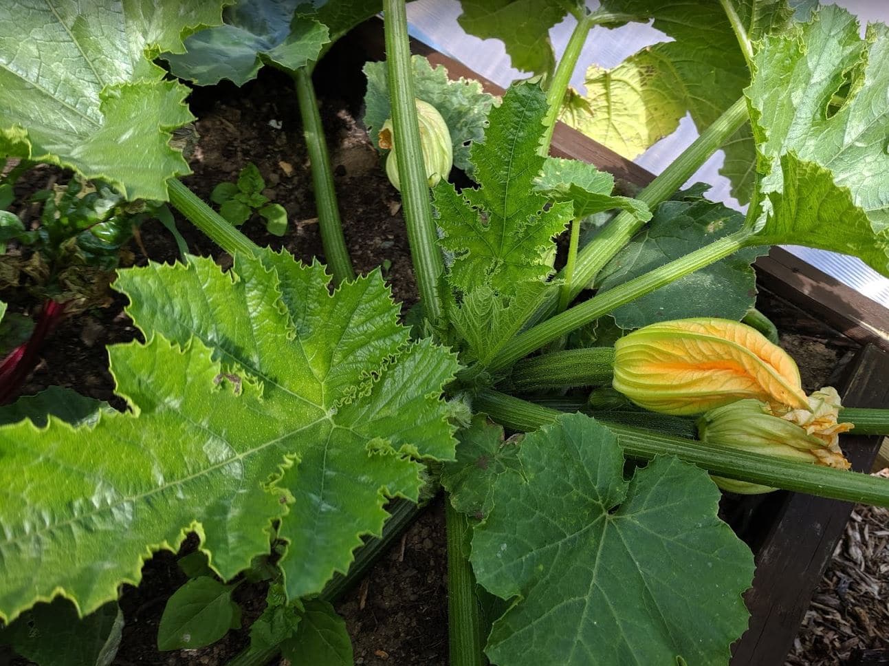 Anyone for a courgette?