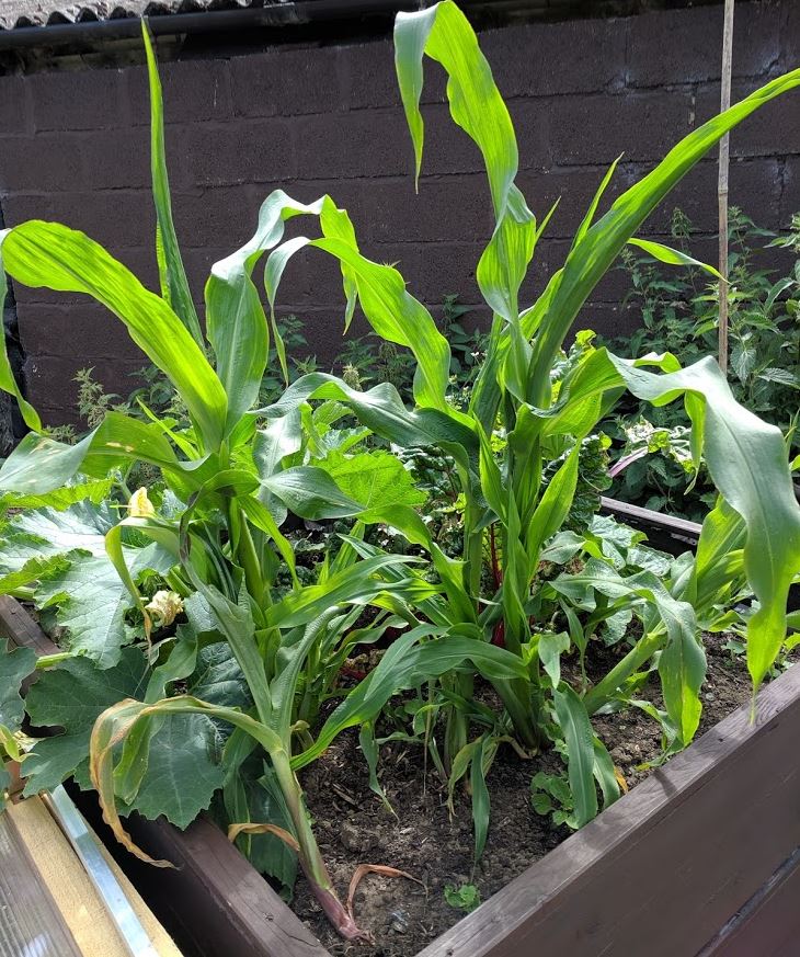 The corn and chard are reaching new heights