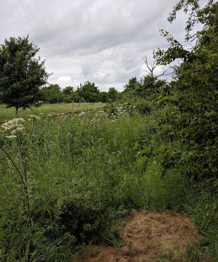 The area of the garden that needed clearing