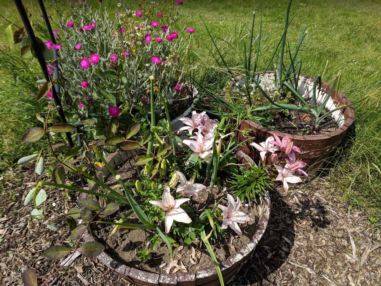 Onions and day lilies