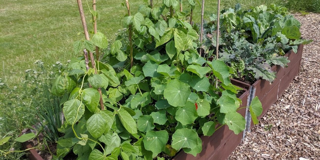 Growing peas, beans, kale and cabbage