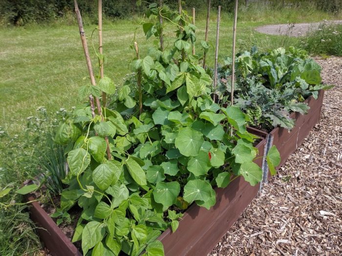 Growing peas, beans, kale and cabbage