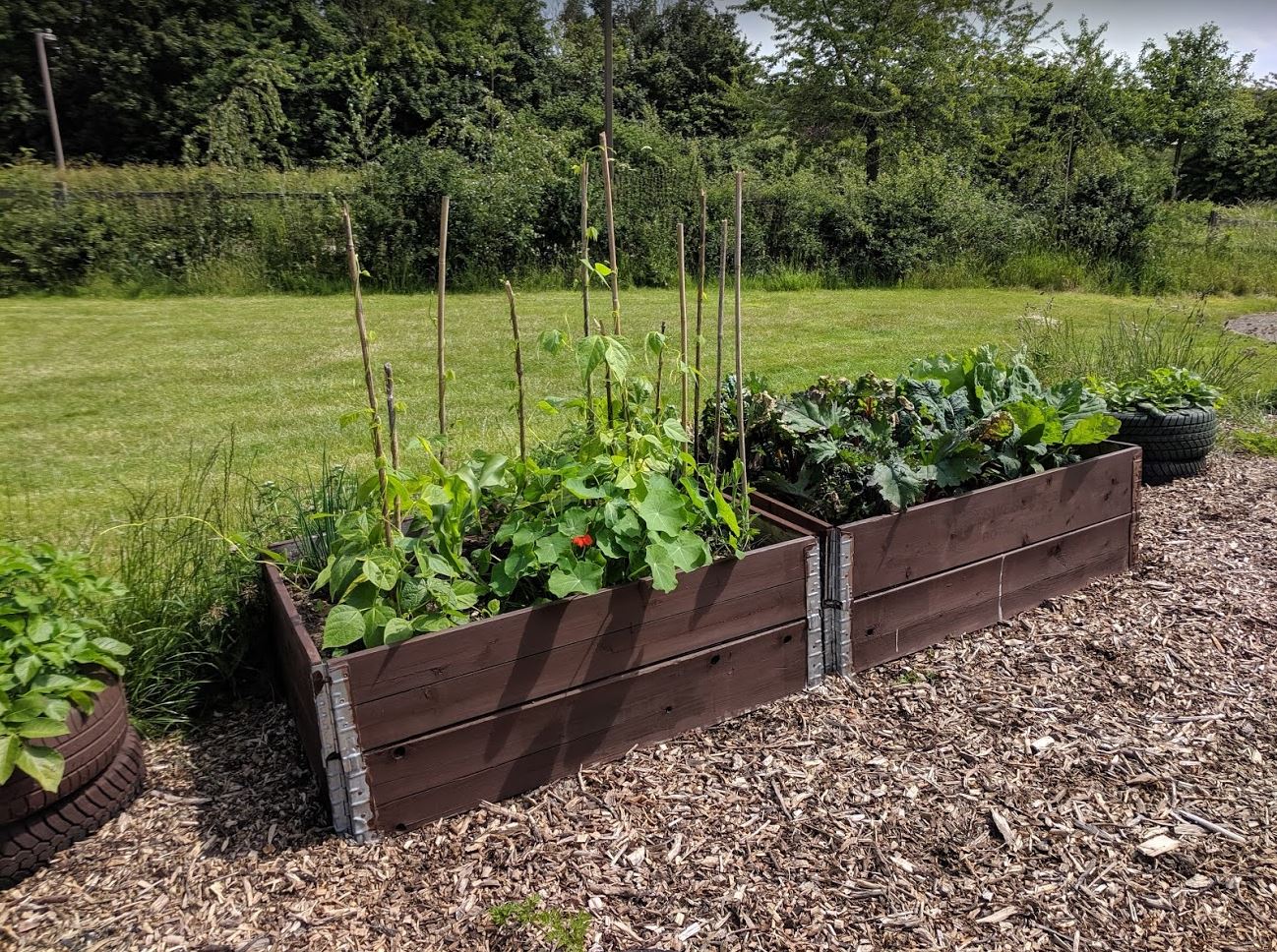 Raised beds looking full of peas, beans and brassicas