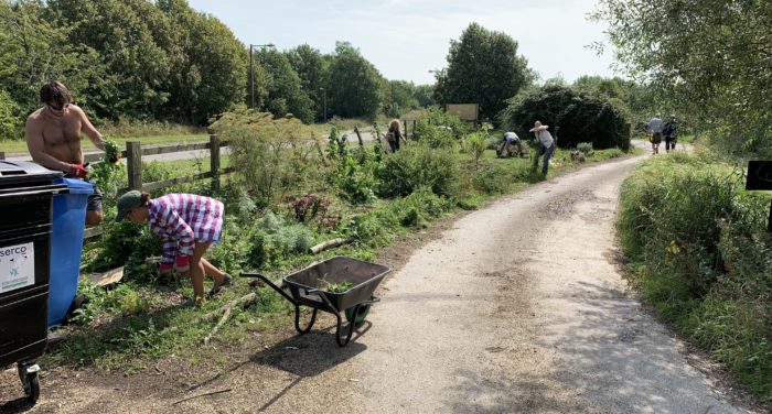Clearing bindweed on a perfect permablitz