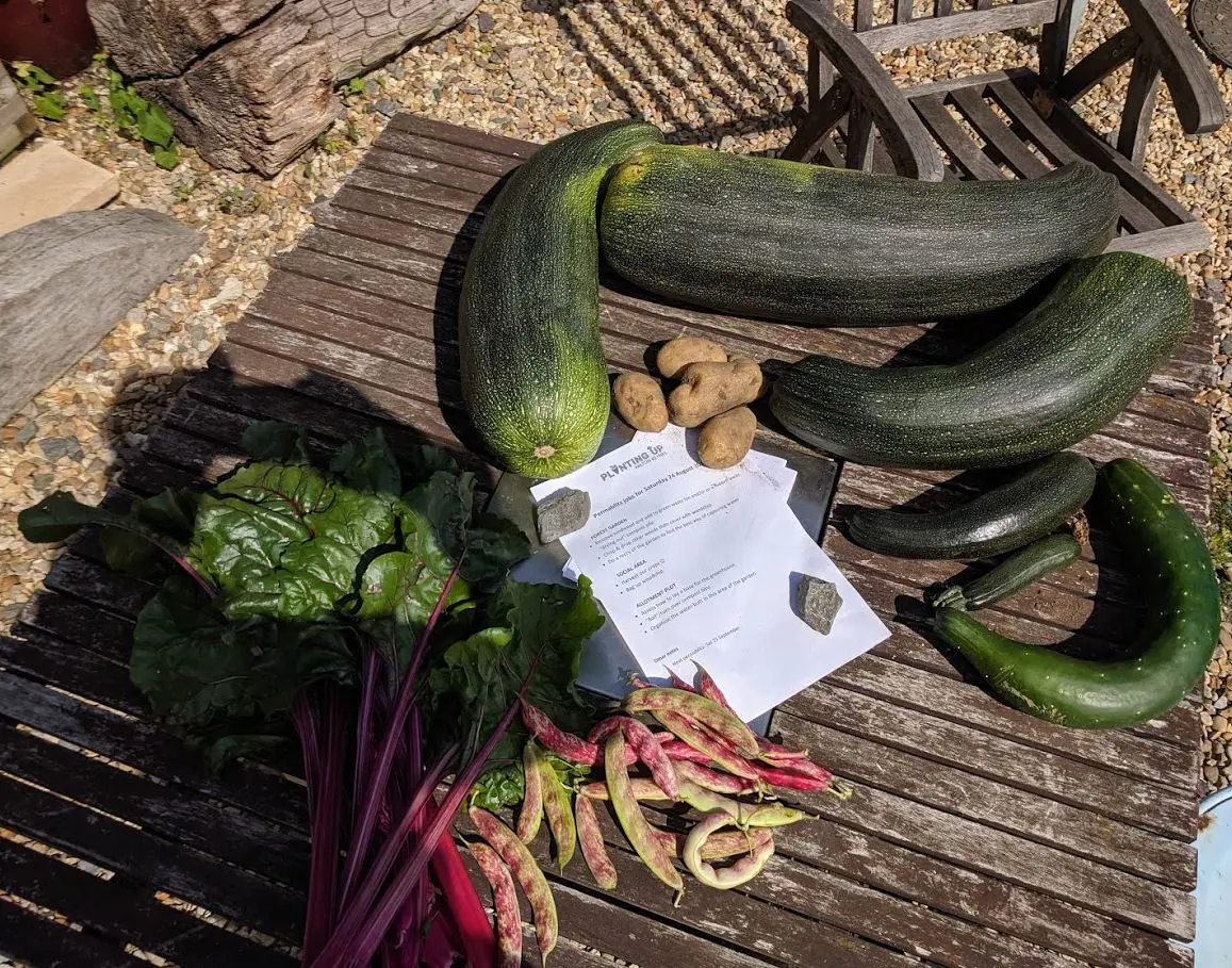 Decent haul of produce Some produce from the plot