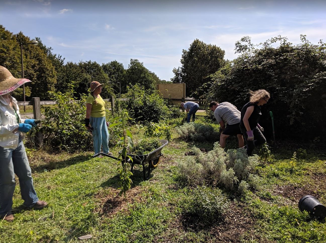 Getting stuck into the bindweed in the Forest Garden