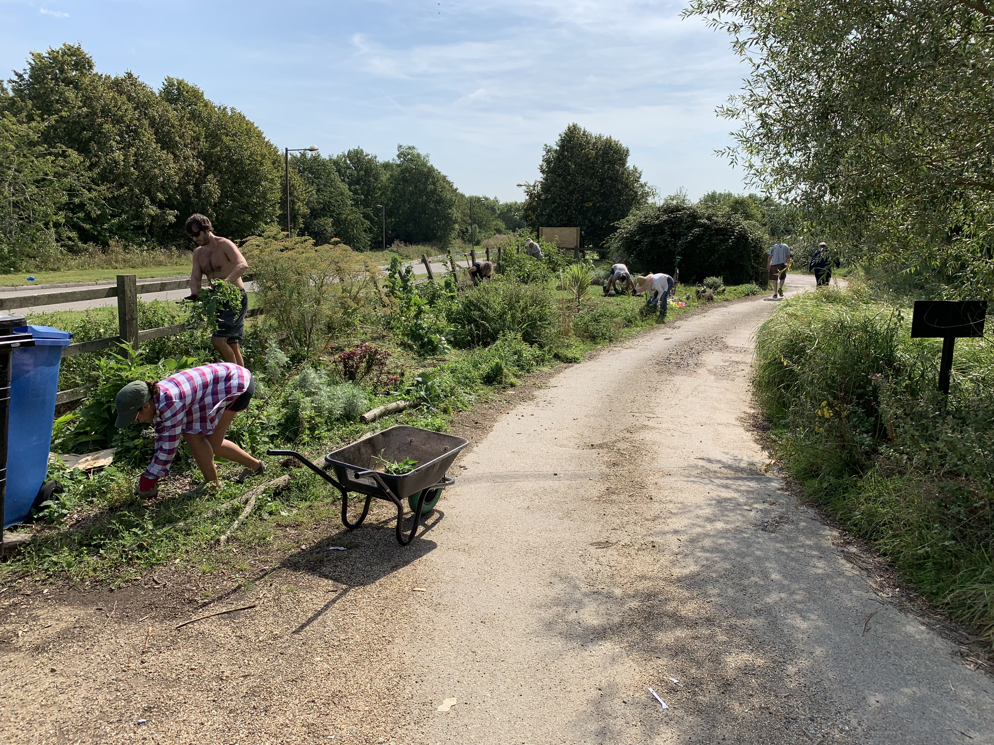 Our volunteers tackling the bindweed