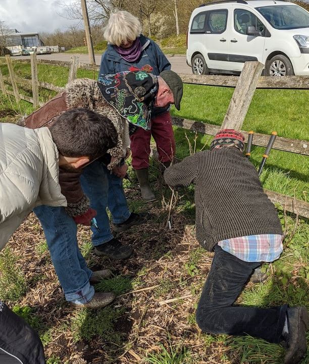 Learning to prune the fruit bushes