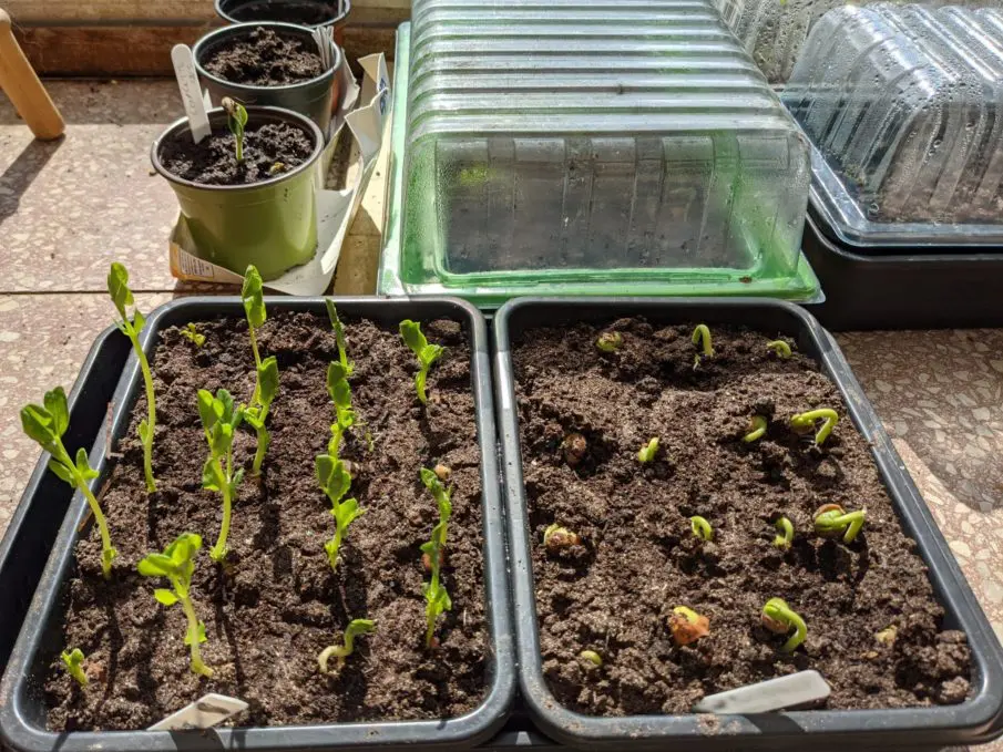 Grow your own: Seedlings
