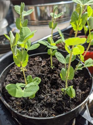 Transplanted seedlings to bigger pots