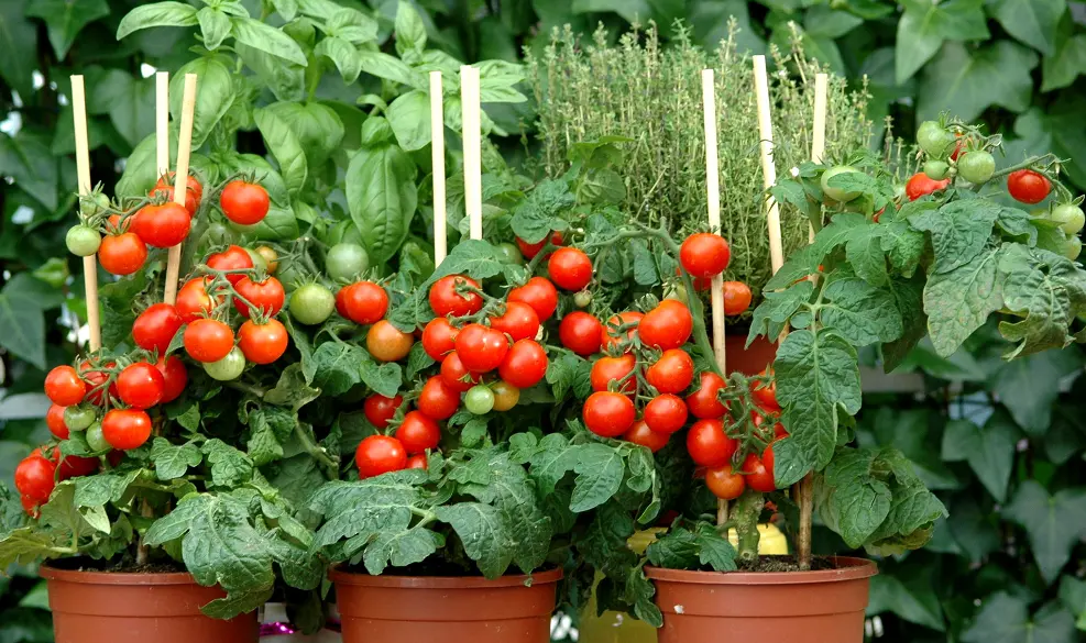 Grow your own tomatoes in pots
