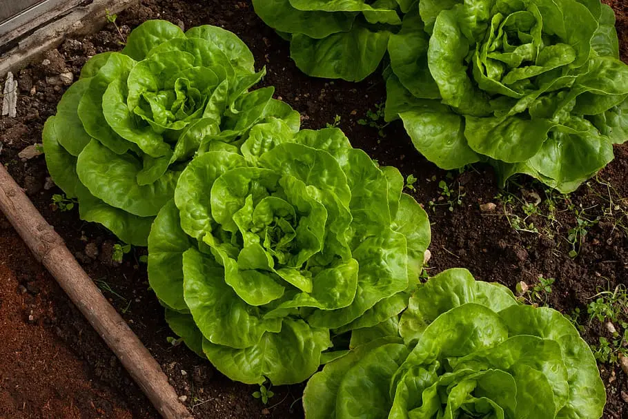 Grow your own salad leaves