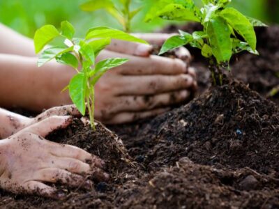 Growing your own food outdoors