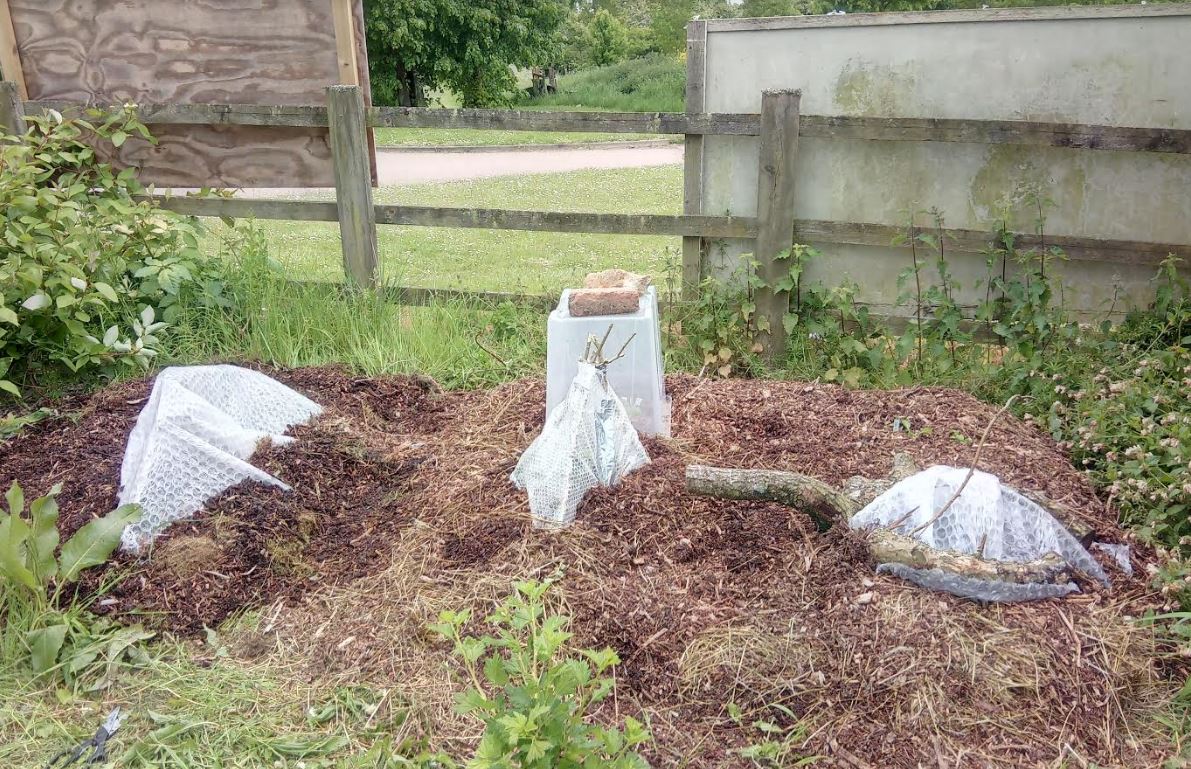 Protecting the seedlings