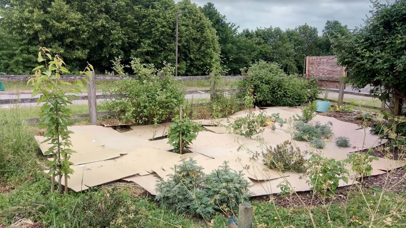 Cardboard layer Sheet mulch bottom layer of cardboard