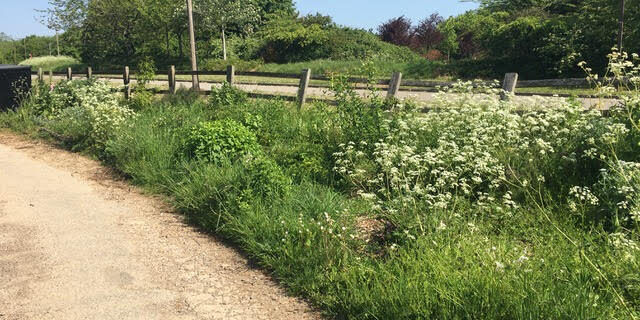 Getting overgrown Overgrown garden - a product of the lockdown