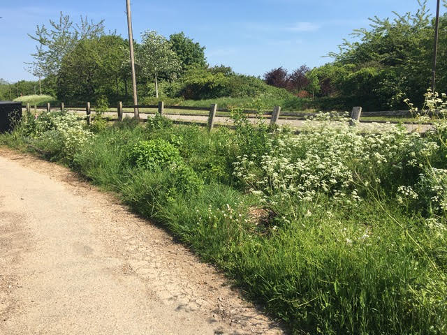 Overgrown garden - a product of the lockdown