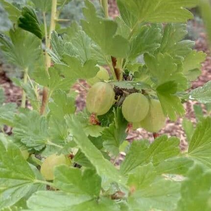Gooseberries