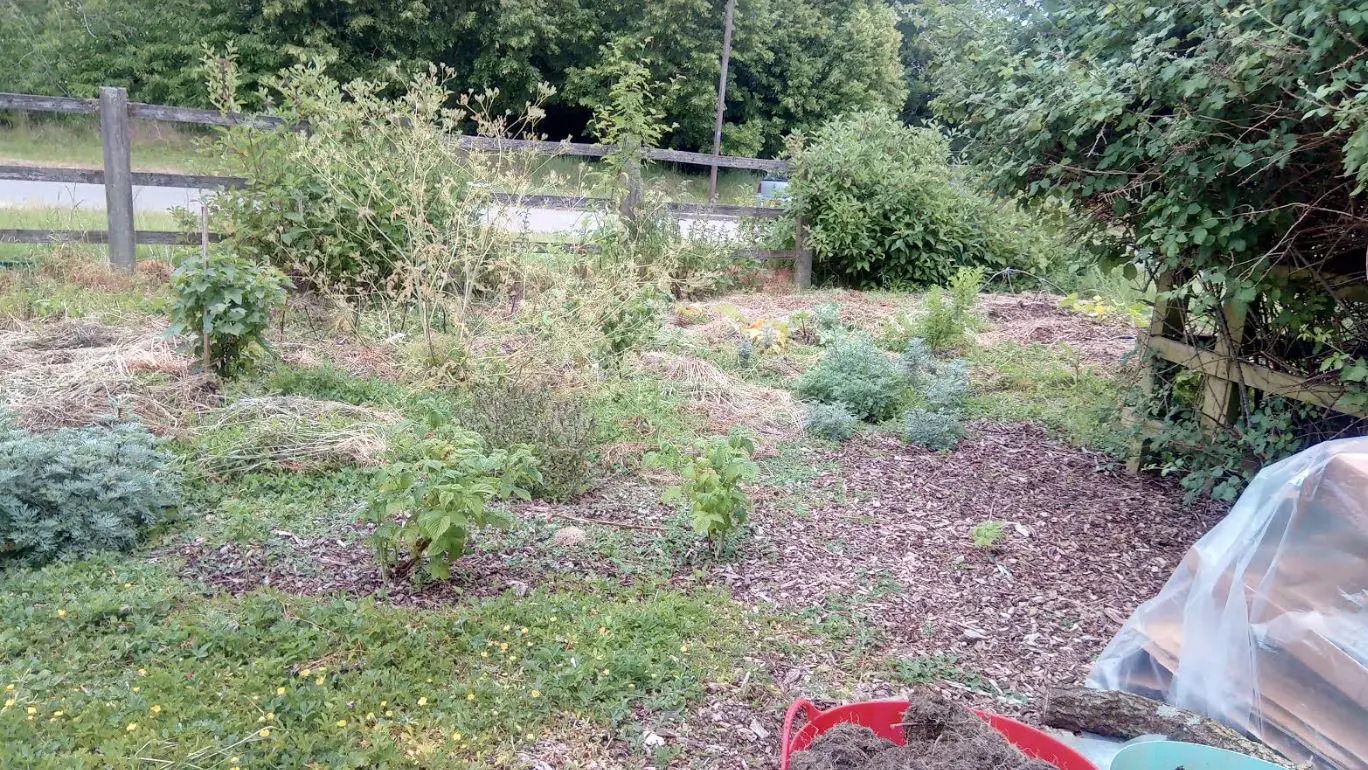 Pre-cardboard Starting the mulch