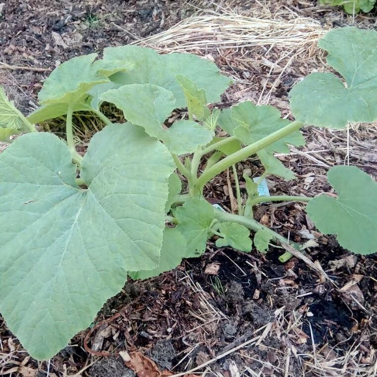 Pumpkin doing well - Jun20