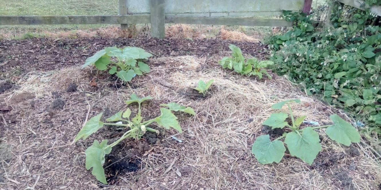Pumpkin, courgette and chard experiment flourishing