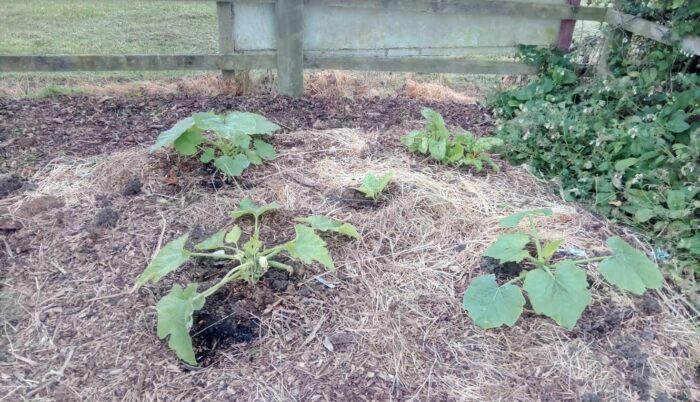 Pumpkin, courgette and chard experiment flourishing