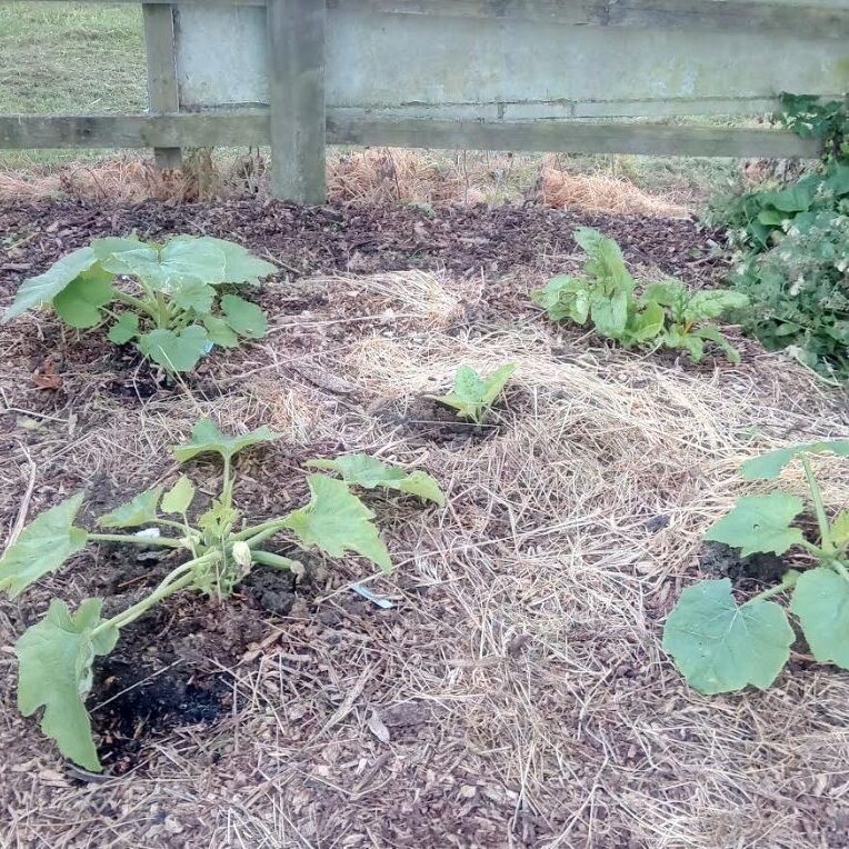 Pumpkin, courgette and chard experiment flourishing