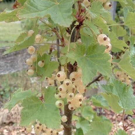Whitecurrants in forest garden