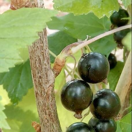 blackcurrants in forest garden