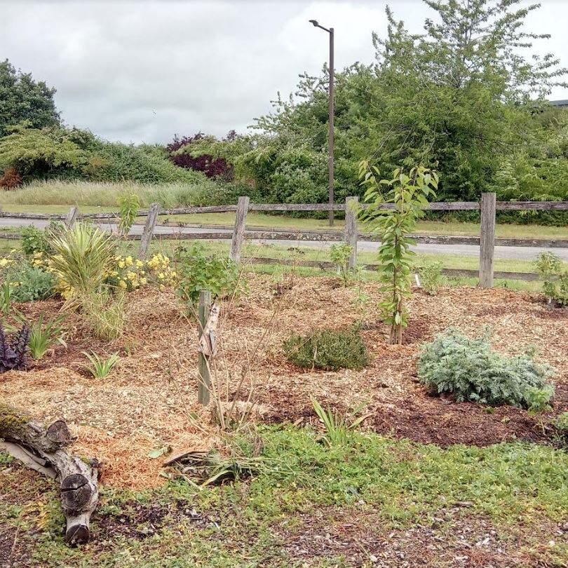 Mulched central forest garden