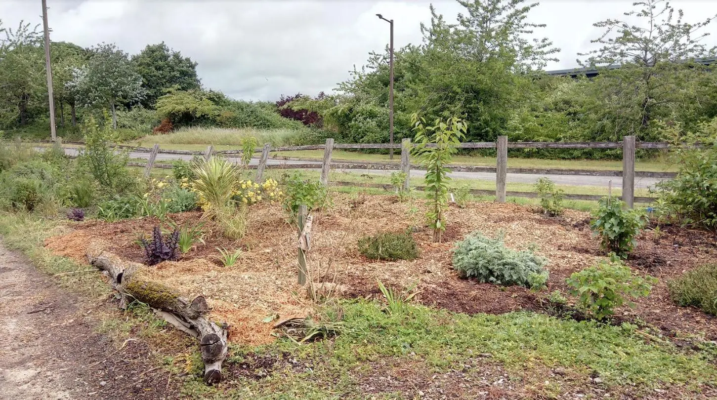 Mulched central forest garden