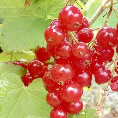 redcurrants in forest garden