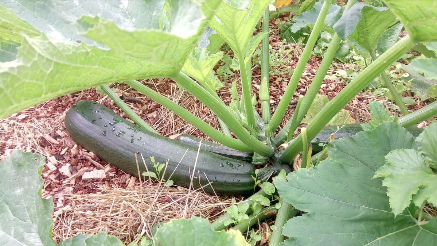 Courgette turning to Marrow